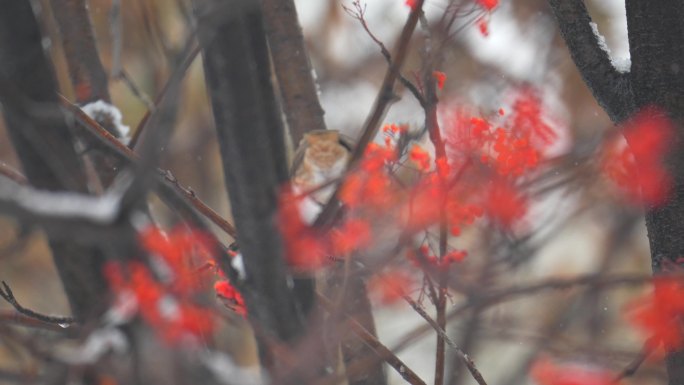 4k冬天麻雀吃红果子野生沙棘红棘鸟吃果