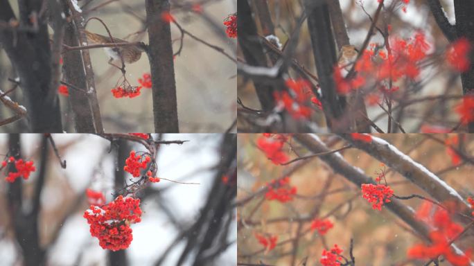 4k冬天麻雀吃红果子野生沙棘红棘鸟吃果