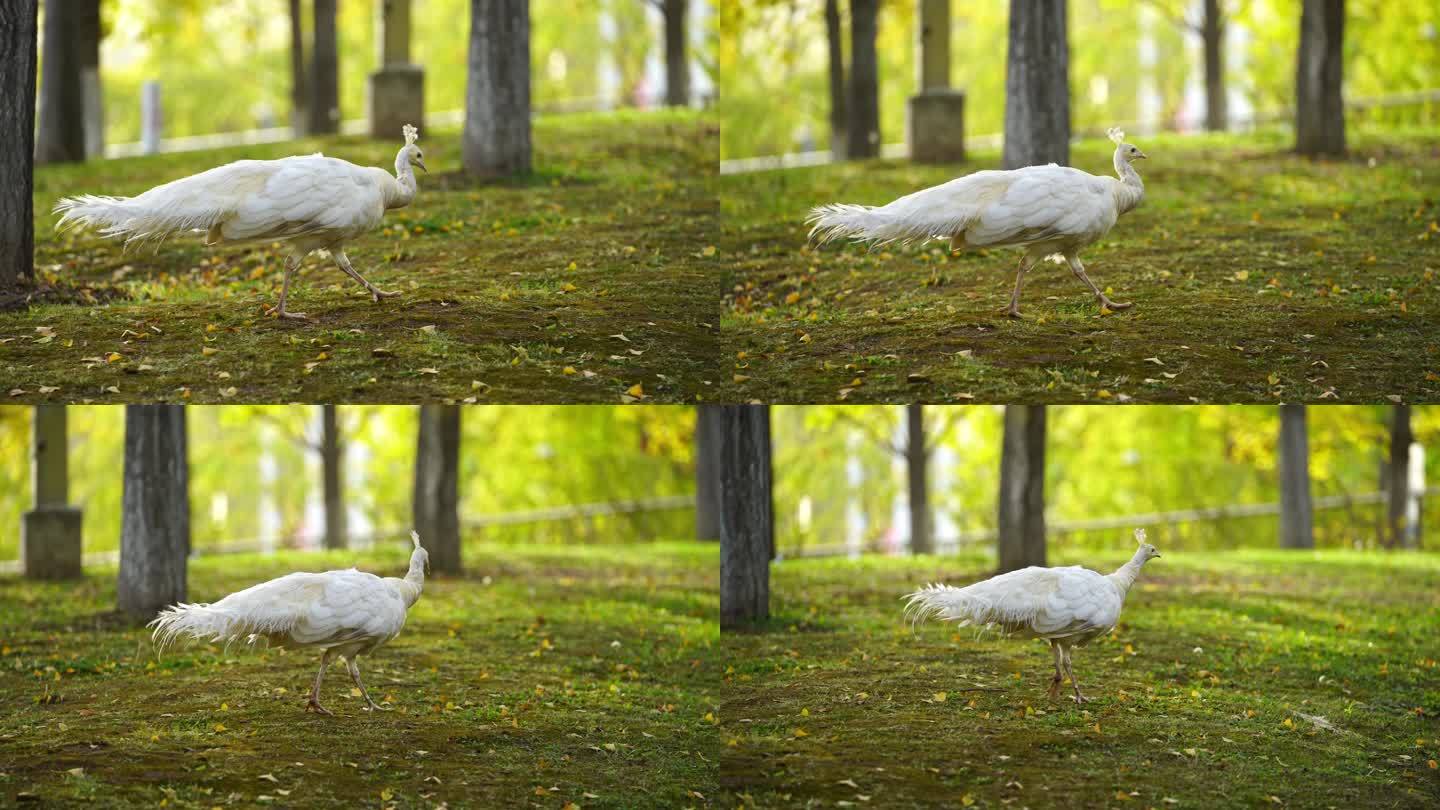 1只白色孔雀在银杏树林下走动