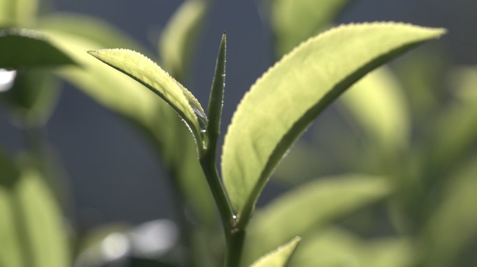 茶叶茶园普洱雨滴茶树叶滴水水滴叶子绿叶茶