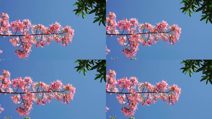 南方花朵花树木棉花蝴蝶4k视频素材3