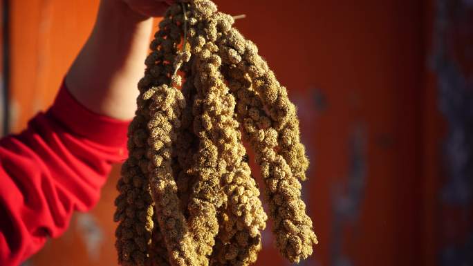 秋季小米 黍 丰收