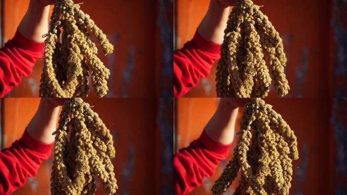 秋季小米 黍 丰收