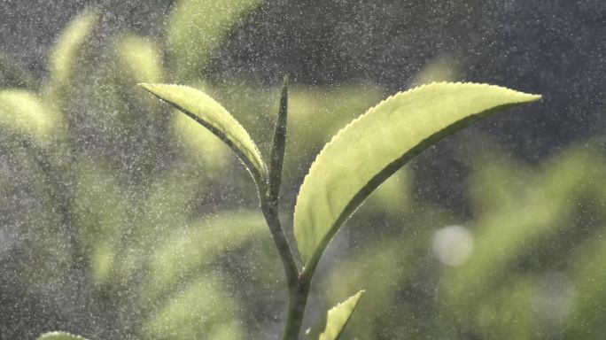 茶叶茶园普洱雨滴茶树叶滴水水滴叶子绿叶茶