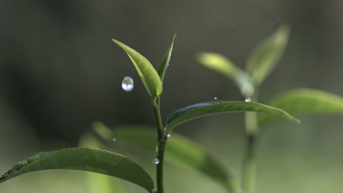 茶叶茶园普洱雨滴茶树叶滴水水滴叶子绿叶茶