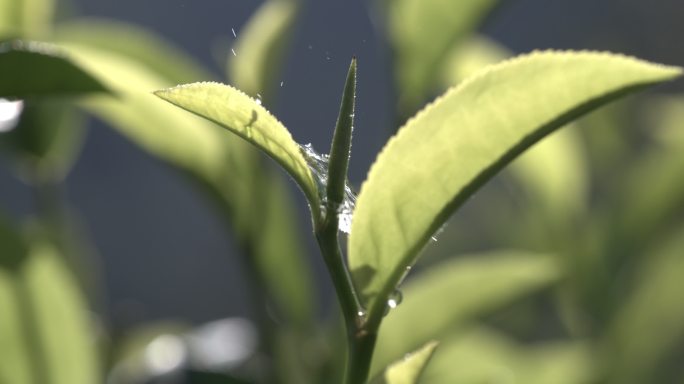 茶叶茶园普洱雨滴茶树叶滴水水滴叶子绿叶茶