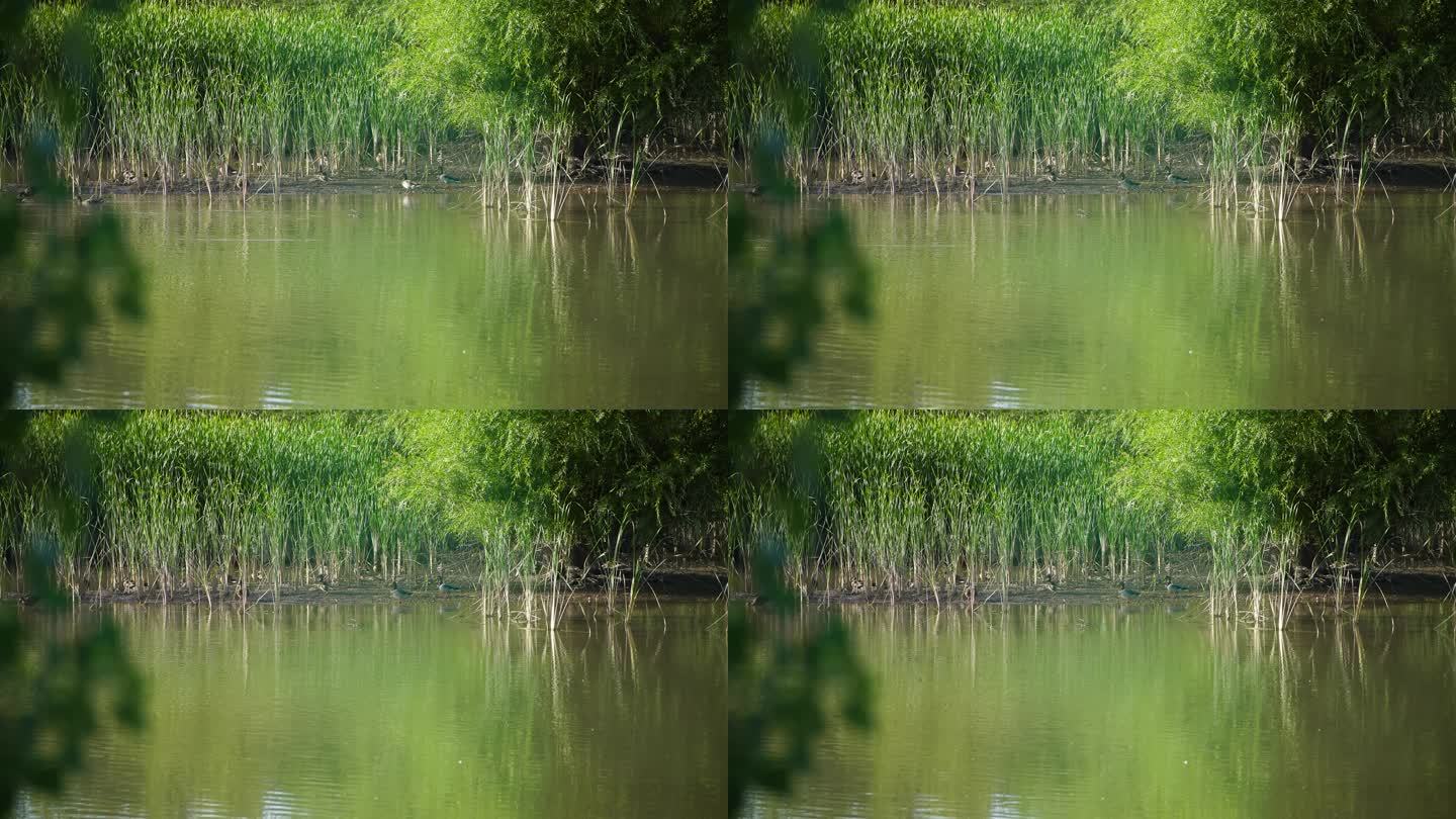 候鸟在黑河湿地水库觅食栖息