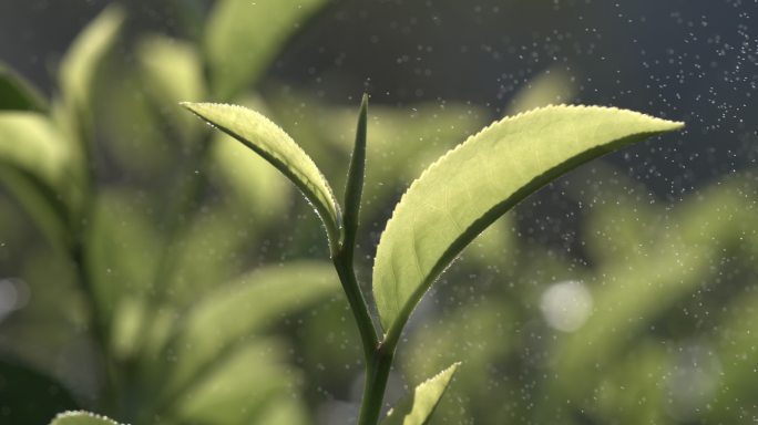 茶叶茶园普洱雨滴茶树叶滴水水滴叶子绿叶茶