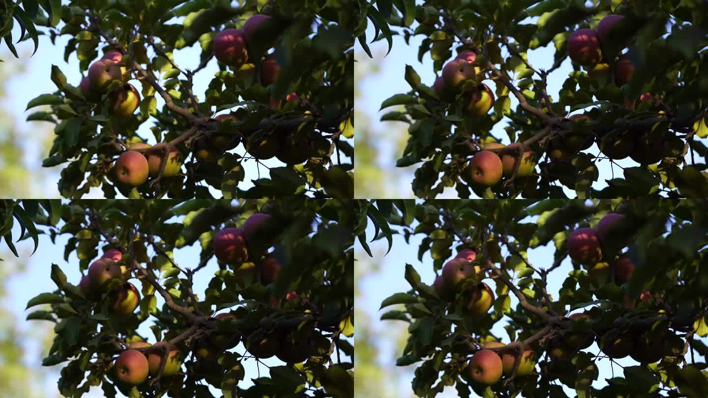 果园里的苹果树上结满了果实