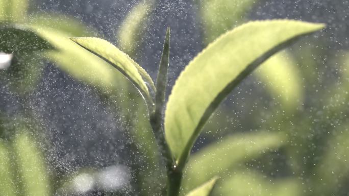 茶叶茶园普洱雨滴茶树叶滴水水滴叶子绿叶茶