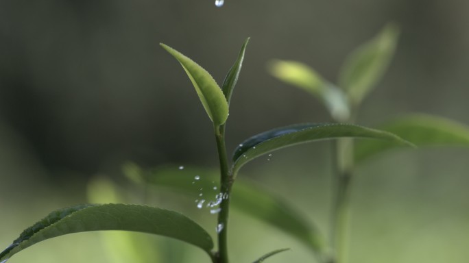 茶叶茶园普洱雨滴茶树叶滴水水滴叶子绿叶茶