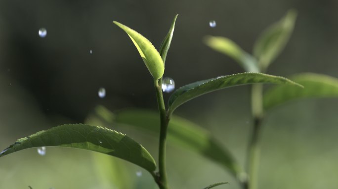 茶叶茶园普洱雨滴茶树叶滴水水滴叶子绿叶茶