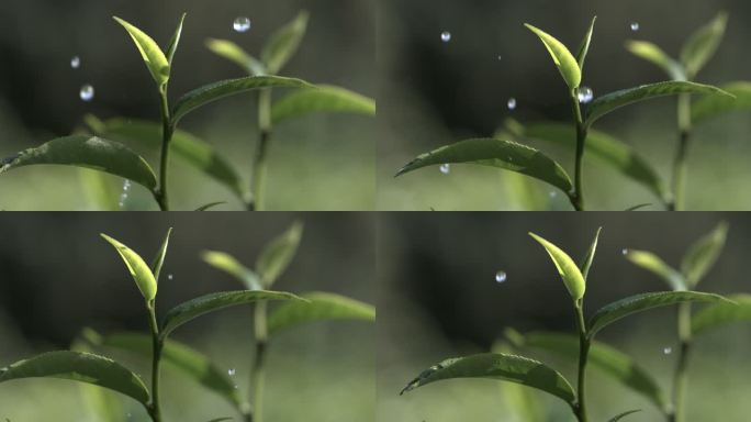 茶叶茶园普洱雨滴茶树叶滴水水滴叶子绿叶茶