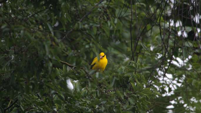 树丛中的黄鹂鸟原始素材