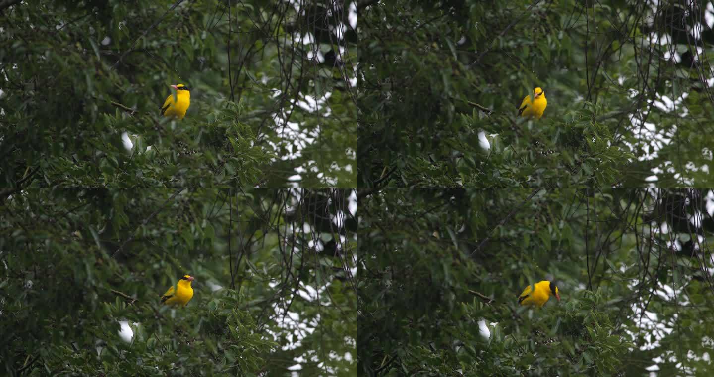 树丛中的黄鹂鸟原始素材