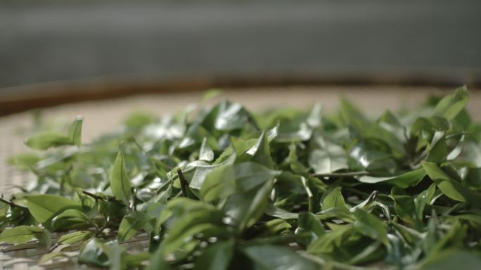 茶叶茶山茶艺茶园普洱采茶茶红茶绿茶制茶茶