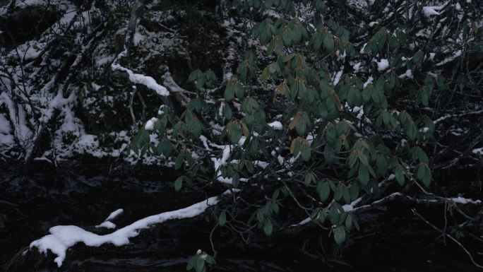 川西初冬雪景