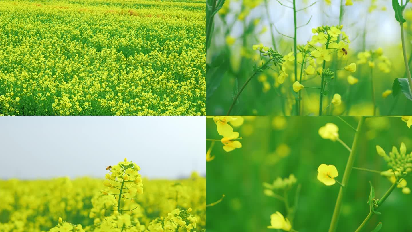 油菜花春天蜜蜂乡村振兴