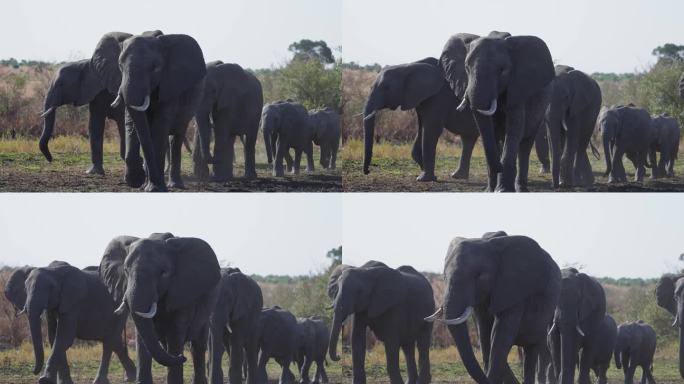 一群非洲象在马赛马拉的大草原上散步