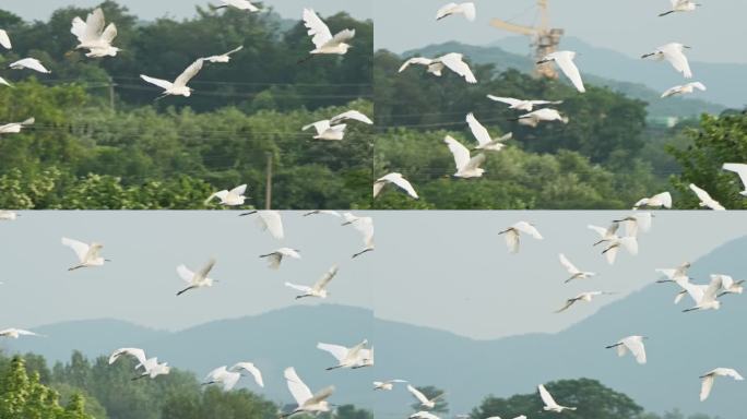 一群天空飞翔的白鹭翱翔升格