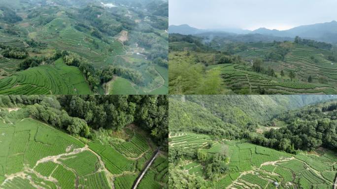 茶园山茶叶茶茶山