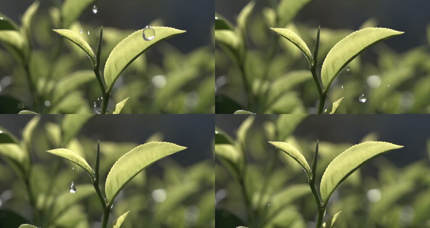 茶叶茶园普洱雨滴茶树叶滴水水滴叶子绿叶茶