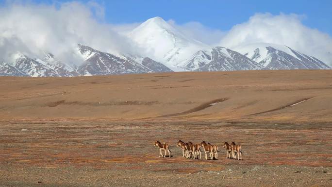 青海格尔木可可西里玉珠峰雪山下的藏野驴