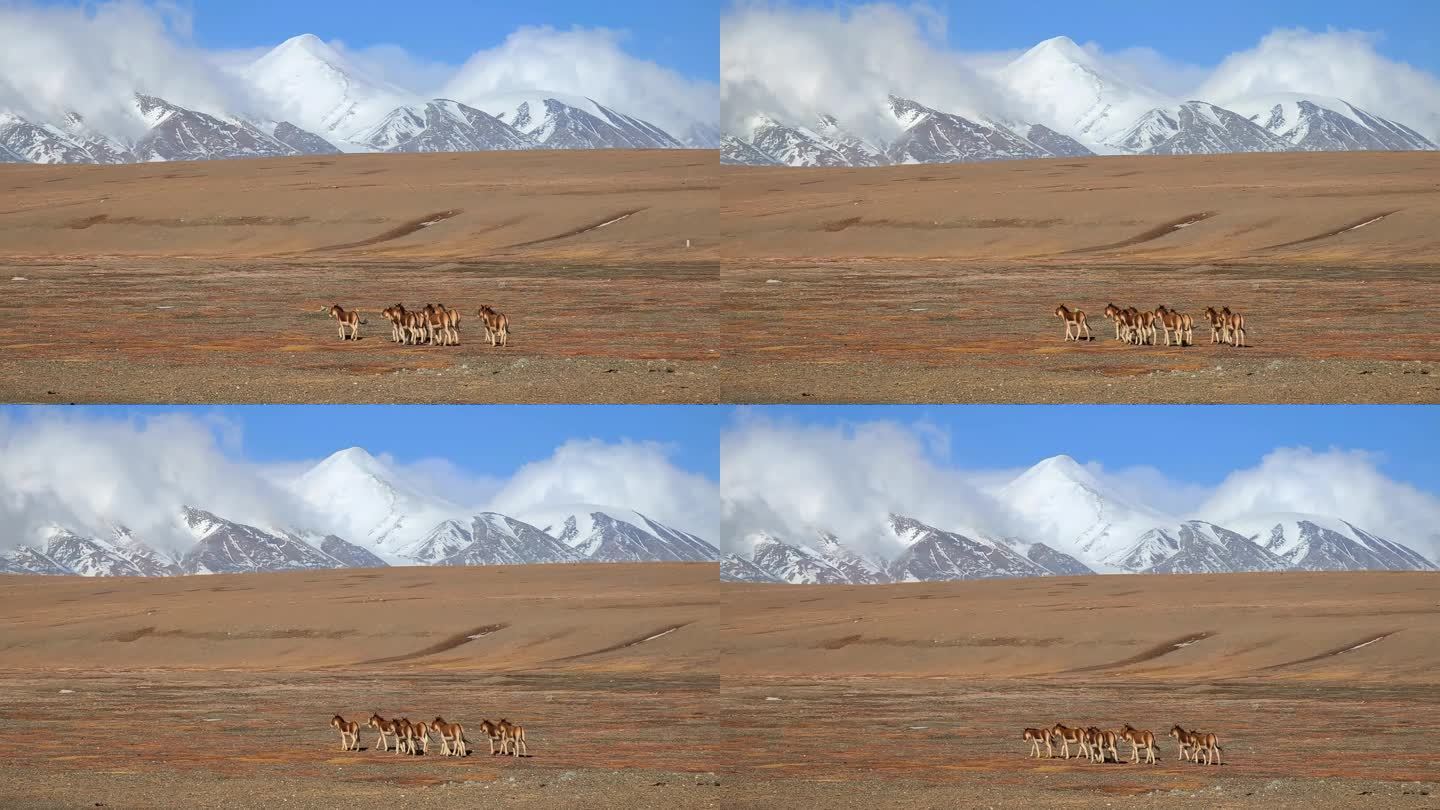 青海格尔木可可西里玉珠峰雪山下的藏野驴