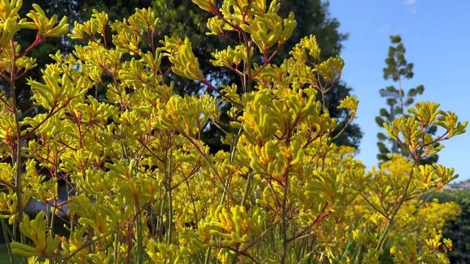 在一个阳光明媚的日子里，一株袋鼠掌植物上鲜艳的黄色花朵在风中摇曳，营造出一种欢快宁静的景象。