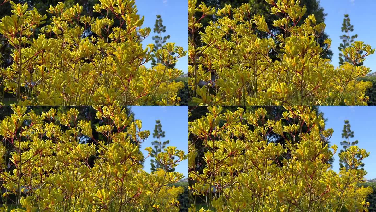 在一个阳光明媚的日子里，一株袋鼠掌植物上鲜艳的黄色花朵在风中摇曳，营造出一种欢快宁静的景象。