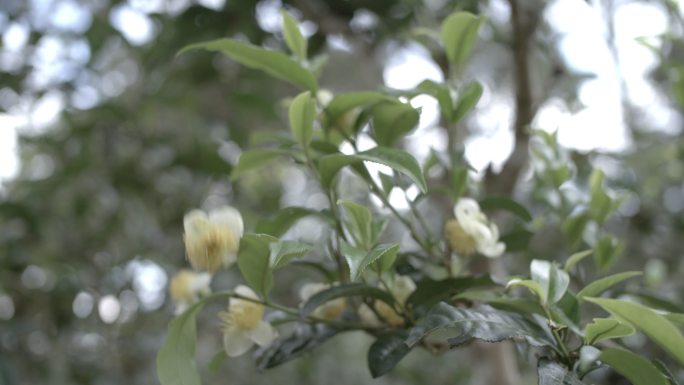 茶叶茶山茶艺茶园普洱采茶茶红茶绿茶制茶茶