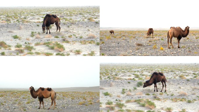 新疆帕米尔高原戈壁上的骆驼4k