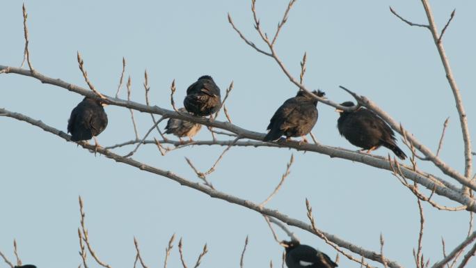 秋天枝头一群八哥鸟起飞升格