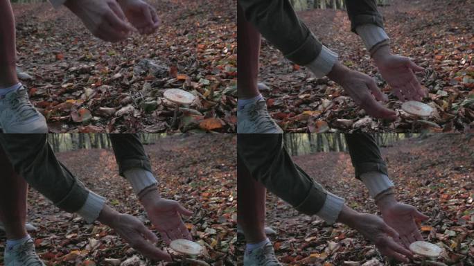 一个成熟的女人在森林地板上抱着蘑菇