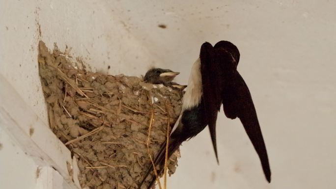 家燕子哺育幼鸟雏鸟升格慢动作