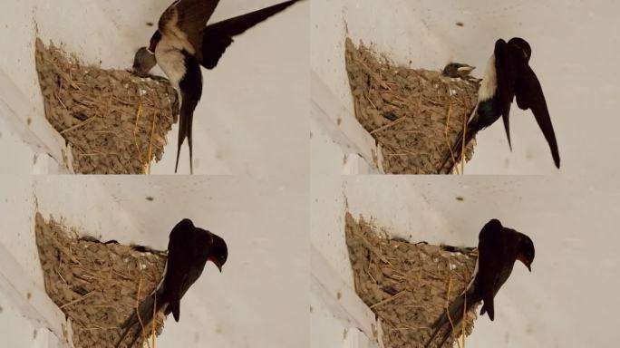 家燕子哺育幼鸟雏鸟升格慢动作