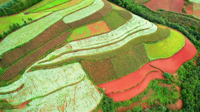 东川红土地是上帝打翻的调色板 红土梯田