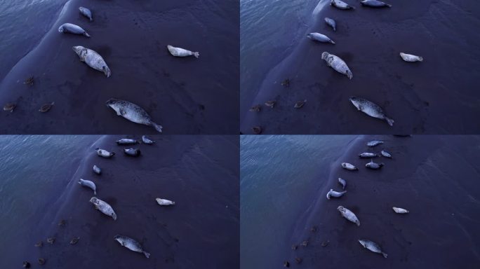 可爱的海豹静静地躺在黑色的沙滩上。鸟瞰图