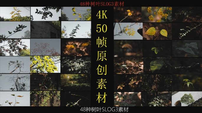 4K素材-48种树叶光影素材升格空镜头