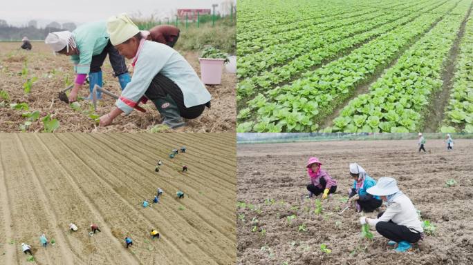 蔬菜种植秋冬种农民劳动