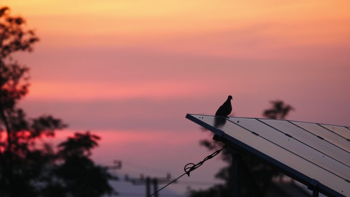 傍晚黄昏夕阳下屋顶斑鸠小鸟