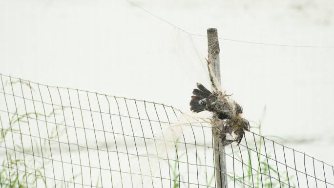 农村被防护网缠住死掉的小鸟
