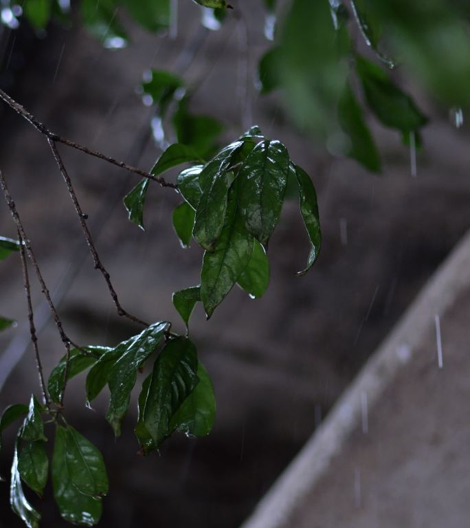 雨天 绿 植 4K100P 升格 原素材