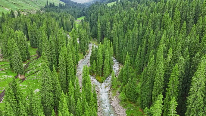新疆森林小溪