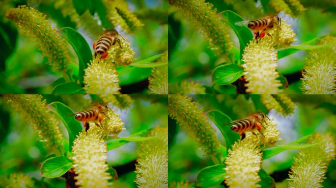 蜜蜂腿上的花粉 蜜蜂采满蜜