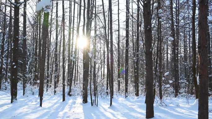 唯美森林树林太阳阳光漏光冬季下雪林海雪原