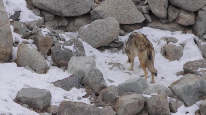 喜马拉雅灰狼在积雪覆盖的山上嗅嗅寻找食物