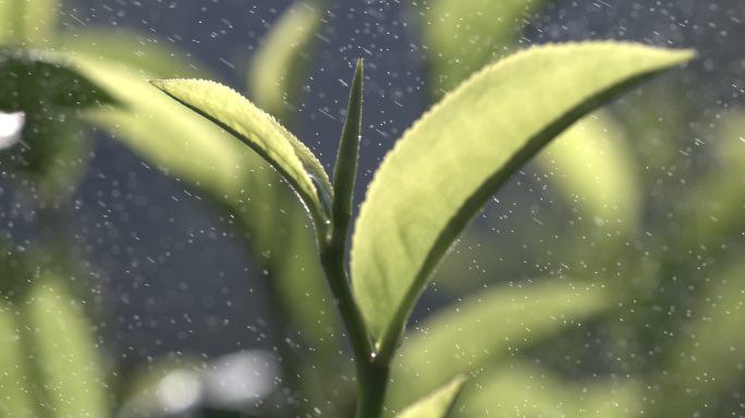 茶叶茶园普洱雨滴茶树叶滴水水滴叶子绿叶茶