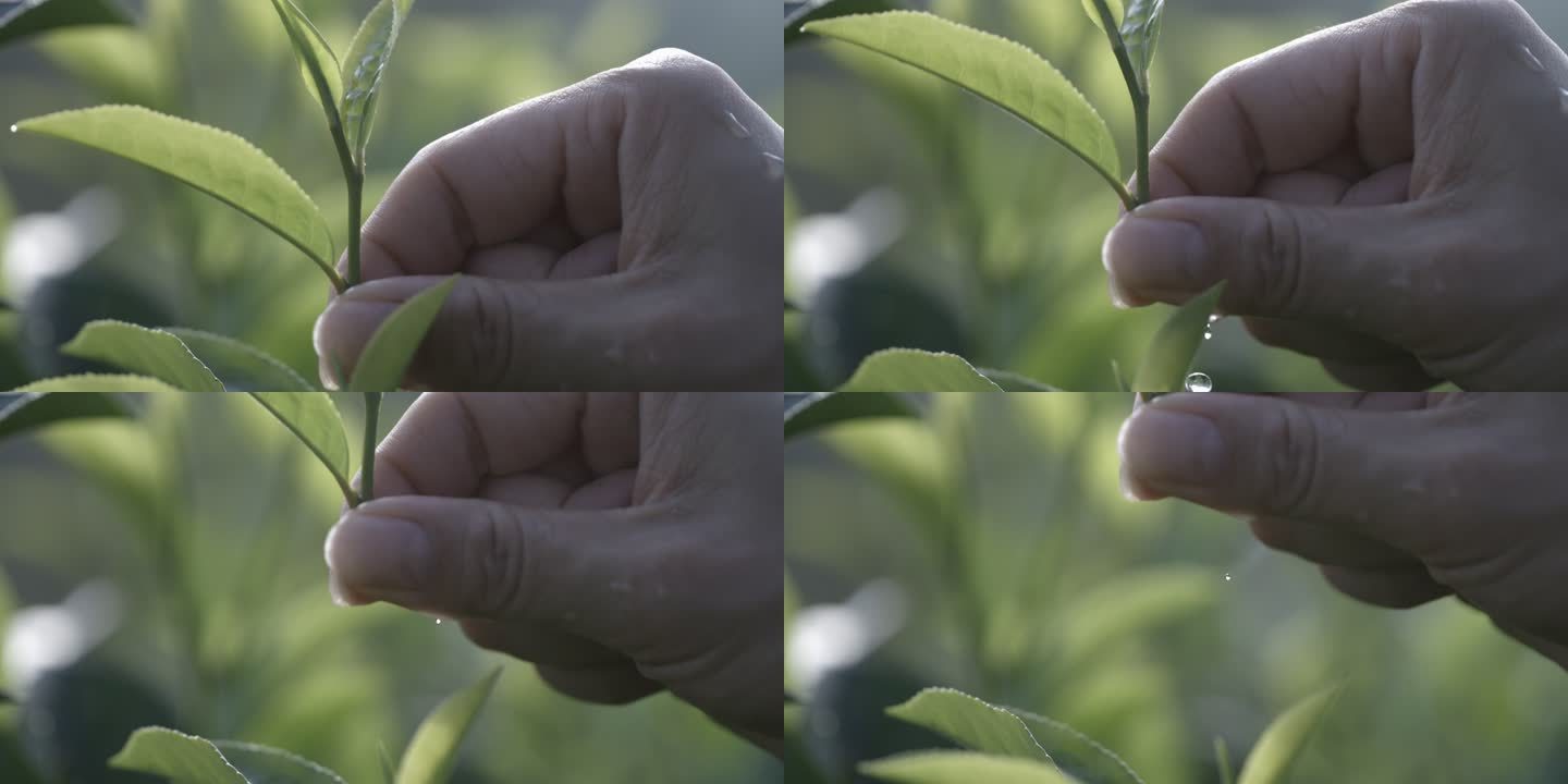 茶叶茶山茶艺茶园普洱采茶茶红茶绿茶制茶茶