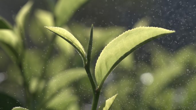 茶叶茶园普洱雨滴茶树叶滴水水滴叶子绿叶茶